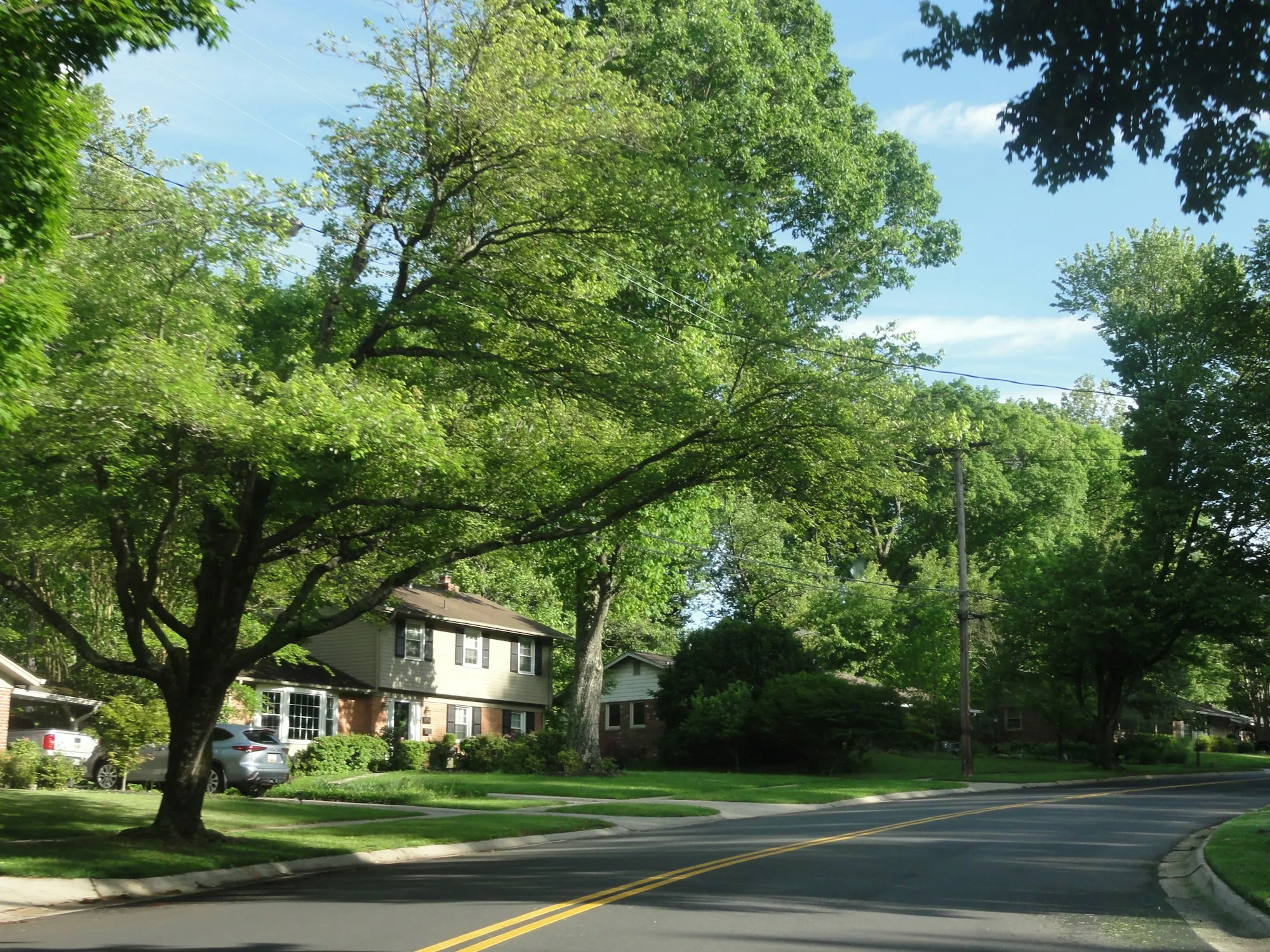 Tree-lined residential road on a sunny day